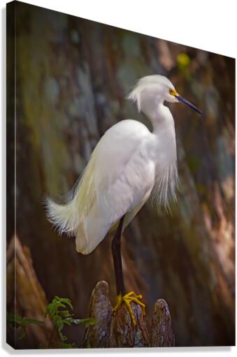 Great egret in Everglades  Canvas Print
