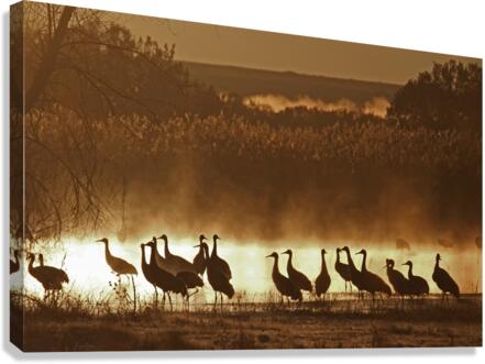 Sandhill crane migration  Canvas Print