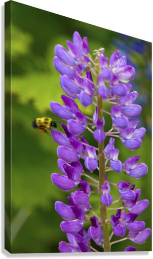 Bee on a lupin  Canvas Print