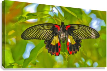 Scarlet Swallowtail Butterfly  Canvas Print