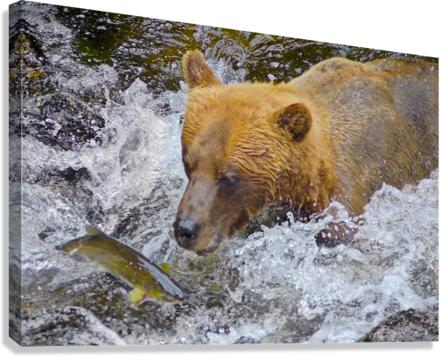 Dinner for grizzly   Canvas Print