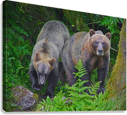 Alaskan Grizzly Bears  Canvas Print