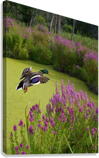 Mallard in flower pond  Canvas Print