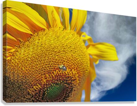 Bee on sunflower  Canvas Print
