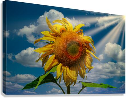 Sunny flowers    Canvas Print