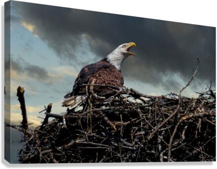 Eagle on nest  Canvas Print