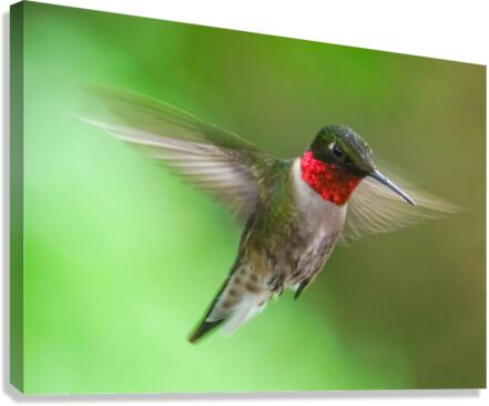 Male Ruby Hummer  Canvas Print