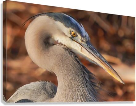 Great blue heron  Canvas Print