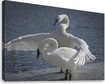 Comforting swan  Canvas Print