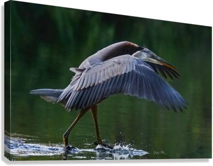 Blue heron landing  Canvas Print