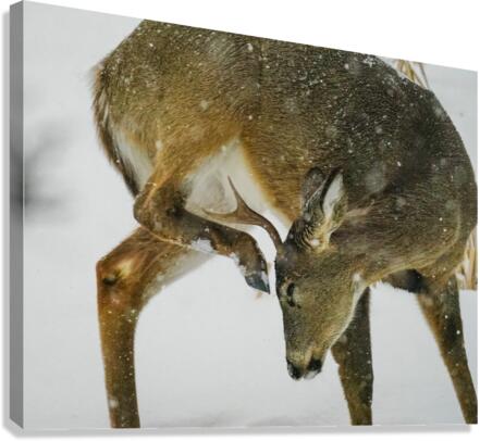 White tail scratching  Canvas Print