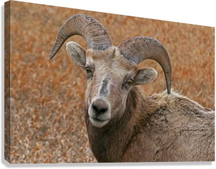 The look- bighorn sheep  Canvas Print