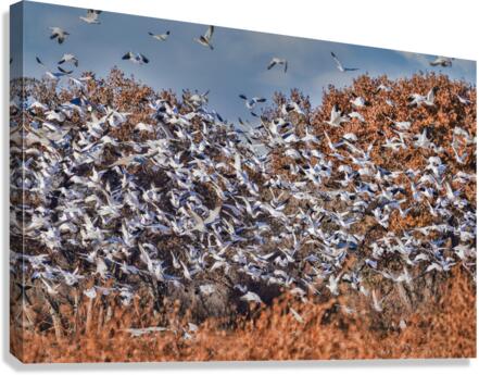 Liftoff of snowbirds  Canvas Print