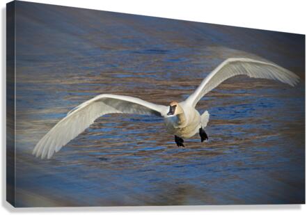 Wide wings of swan  Canvas Print