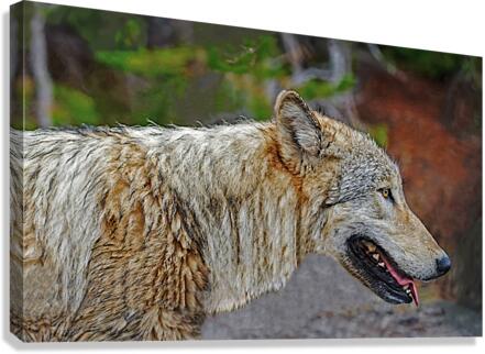 Wolf in the wild  Canvas Print
