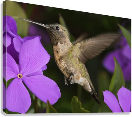 Hummer in the purple  Canvas Print