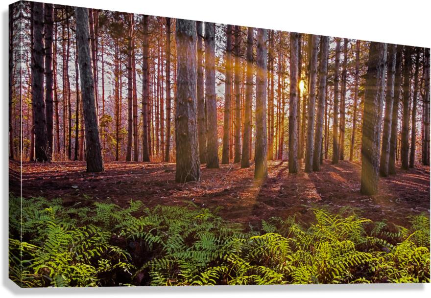 Stand of Pines  Canvas Print