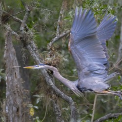 Everglades heron