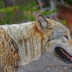 Wolf in the wild