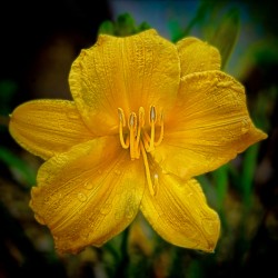 Yellow Day lily