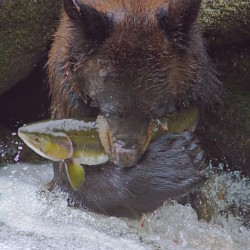 Bear greets Fish