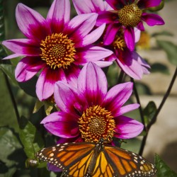 Dahlia flower and monarch