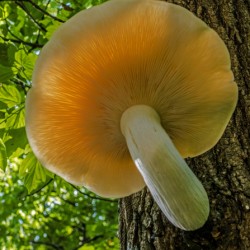  Elm Cap Mushroom