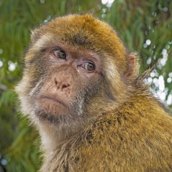 Barbary Macaques Monkey