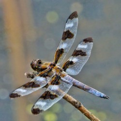  12-spot skimmer dragonfly
