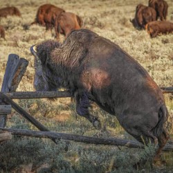 Bison leaping
