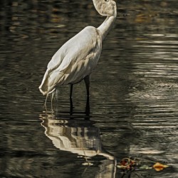 Egret fishing
