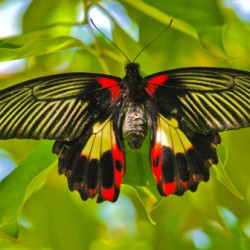 Scarlet Swallow Butterfly