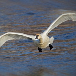 Wide wings of swan