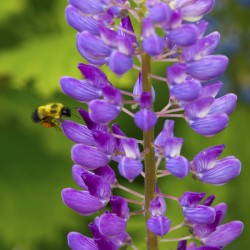 Bee on a lupin