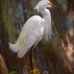 Great egret in Everglades