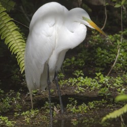 Egret in the Everglades