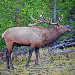 Alert call — bull elk