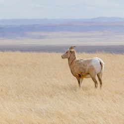 Bighorns in the Badlands