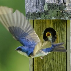 Tree swallow home