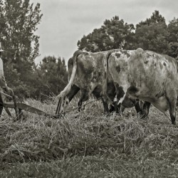 Farming with Oxen 