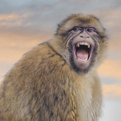  Barbary Macaques Monkey