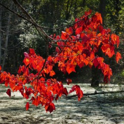   Fall Color in Lutsen