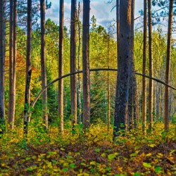 Bent tree in the forest 