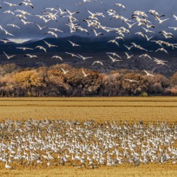 Migration of the birds