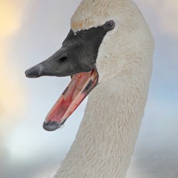 Trumpeting swan