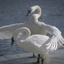 Comforting swan