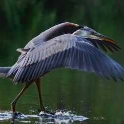 Blue heron landing