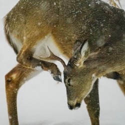 White tail scratching
