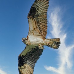 Big wing osprey