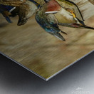 Wood duck squabble Metal print